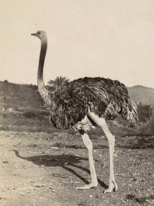 Construir um Império na Era Fascista: exemplo de uma avestruz, 09/05/1936 (foto a p/b) de Modestino Baldinetti