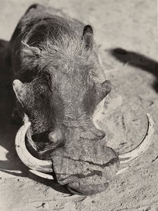 Construir um império na era fascista: cabeça de um javali, 09/05/1936 (foto a p/b) de Modestino Baldinetti