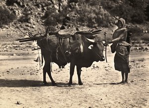 Construir um Império na Era Fascista: nômade, 09/05/1936 (foto a p/b) de Modestino Baldinetti