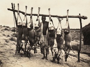 Construir um Império na era fascista: alguns cervos capturados, 09/05/1936 (foto a p/b) de Modestino Baldinetti