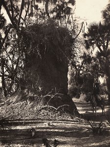 Construir um império na era fascista: colônia de cupins, 09/05/1936 (foto a p/b) de Modestino Baldinetti