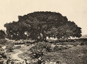 Construir um império na era fascista: o Sicomoro, corte dos prisioneiros italianos em 1896 em Adua, 09/05/1936 (foto a p/b)