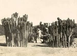 Construir um Império na Era Fascista: bem em Nacfa, 09/05/1936 (foto a p/b) de Modestino Baldinetti