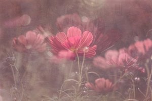 Cosmos Rosa Encançador