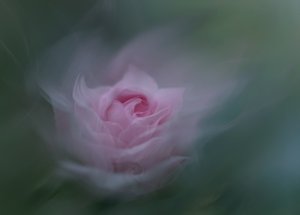 Rosa Sonhadora de Molly Fu APA