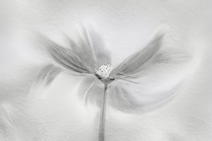 Movimento da Flor Etérea