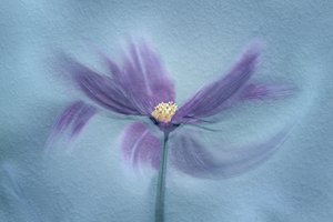 Flor roxa etérea