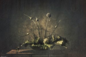 Natureza morta botânica sombria