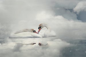 Casal de cisnes serenos