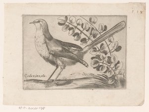 Vogel Codazinzola (título no objeto) Vogels (título da série)