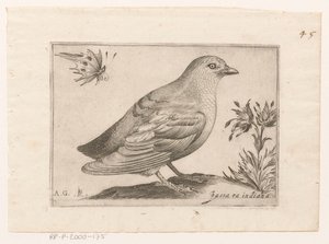 Vogel Passra Indiana (título no objeto) Vogels (título da série)