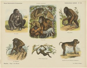 Animais de quatro mãos (título no objeto) Novas estampas infantis holandesas (título da série no objeto) Estampas do Funke (título da série no objeto) de Monogrammist A.K.