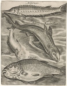 Studieblad conheceu Vissen Ícones de peixes ao vivo (título da série) de Monogrammist P+P