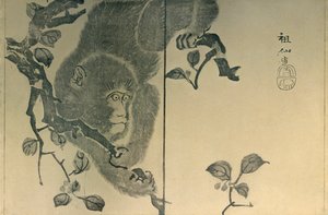 Macaco, 1815, 1924.