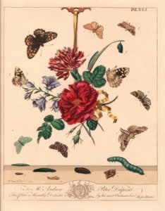 Traça de sombras em ângulo, Phlogophora meticulosa, ponta de gancho de carvalho, Watsonalla binaria, traça de Mother Shipton, Callistege mi, borboleta de madeira salpicada, Pararge aegeria, ponta de gancho barrada, Watsonalla cultraria, marca de porcelana 