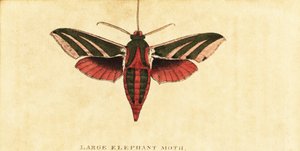 Elefante falcão traça, Deilephila elpenor,1800 (gravura)