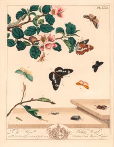 Figura de oito mariposas, Diloba caeruleocephala, almirante branco, Limenitis arthemis, limpador de chaminés, Odezia atrata, mariposa vermelha, Callimorpha miniata, mariposa marrom, Pterophorus pterodactylus, escassas linhas prateadas, Bena bicolorana e fo