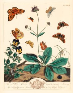 Fritillary oleoso, Euphydryas aurinia, fritillary marrom alto, Fabriciana adippe, mariposa de barra tripla, Aplocera plagiata, amarelo salpicado, Pseudopanthera macularia e mariposa carmesim e dourada, Pyrausta purpuralis, sarna do diabo, Succisa pratensis