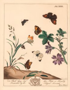 Borboleta marrom do prado, Maniola jurtina, senhora da madeira ou ponta alaranjada, Anthocharis cardamines e capitão grisalho, Pyrgus alveolus