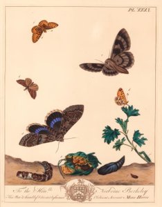 Pequena borboleta frisada com pérolas, Boloria selene, e traça Clifden nonpareil, Catocala fraxini