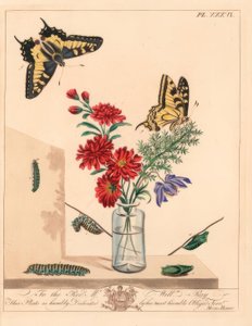 Borboleta de cauda de andorinha, Papilio machaon. Litografia colorida à mão depois de uma ilustração