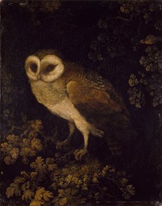 Uma coruja, 1780-90 de Moses Haughton