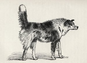 Pastor de meia raça com intenções hostis, de Charles Darwin "A Expressão das Emoções no Homem e Animais", 1872 de Mr. A. May