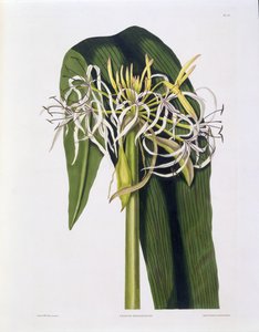 Crinum Declinatum, Plate 43 de &39;Uma Seleção de Plantas Hexandrianas&39;, publicado R. Havell, Londres, 1831-34 (gravura colorida à mão)