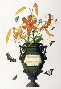 Lilium tigrinum (Tiger Lily), de &39;Selection of Hexandrian Plants&39;, gravado por R. Havell, c.1831-34 de Mrs Edward Bury