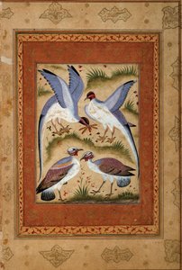 Pássaros. Dor de guache miniatura da escola de moghole. 1590-1600. Paris, Museu Guimet, Museu Nacional de Artes Asiáticas.