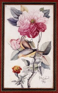 Gul-o Bulbul, c. 1849-50 (aguarela sobre papel) de Muhammad Baqir