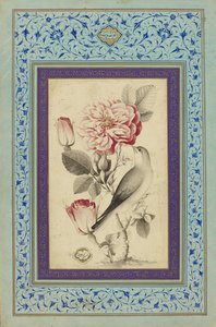 Rosas e Nightingale, finais do século XVIII (tinta e cor sobre papel) de Muhammad Baqir