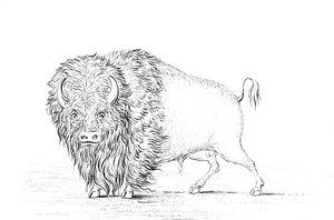 Buffalo, 1841. de Myers and Co