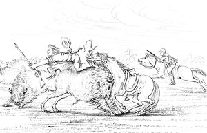 Búfalo atacando um vaqueiro a cavalo, 1841. de Myers and Co