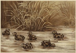 Dabchicks (litho)