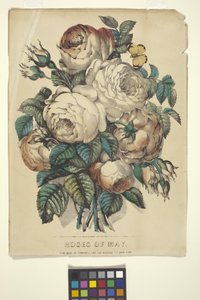 Rosas de Maio (litografia colorida à mão)
