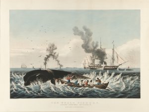 The Whale Fishery:Attacking a Sperm Whale Whale....and 