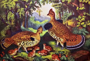 A Família Feliz, Grouse Ruffed e Young de N. and Ives, J.M. Currier