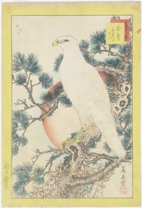 No. 1, White Falcon e Five-needled Pine, 1859 (impressão em xilogravura a cores) de Nakayama Sugakudo