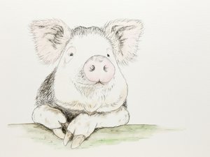 Porquinho fofo em aquarela de Natalie Bruns