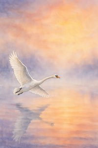 Reflexo de um cisne majestoso de Natalie Bruns