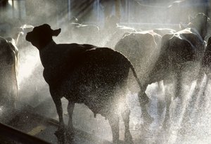 As vacas leiteiras são lavadas num duche antes de serem ordenhadas no Kibbutz Yotvata, um... de Nathan Benn