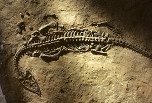 Fotografia de um fóssil de vertebrado marinho do período Triássico de um Pachypleurosaurus