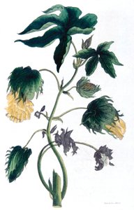 Gossypium - planta de algodão, 1823 de Neale and Son