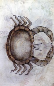 Sloane 3983 f.14v, Um caranguejo, signo do zodíaco para Câncer de Netherlandish School