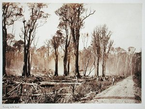 Arbusto de Setenta Milhas (foto sépia)