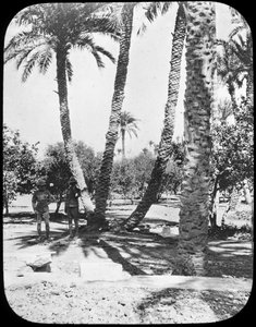 General Gordons Garden, Cartum, Sudão, c1890