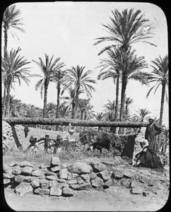 Roda d&39;água, Egito, c1890