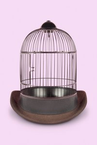Mental Cage, 2020 (foto)