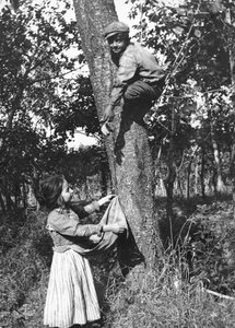 Um rapazinho em cima de uma árvore de fruto está a apanhar frutos para uma menina, Molise de Nicola Biondi